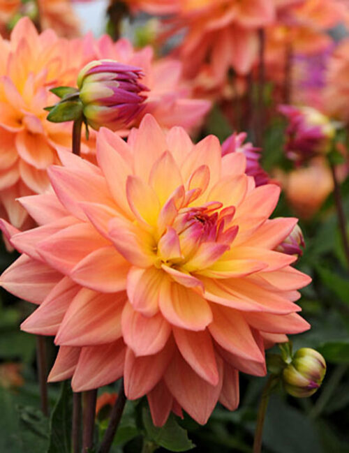 Celebrate Flowers with Dahlias at Wild West Paper Arts